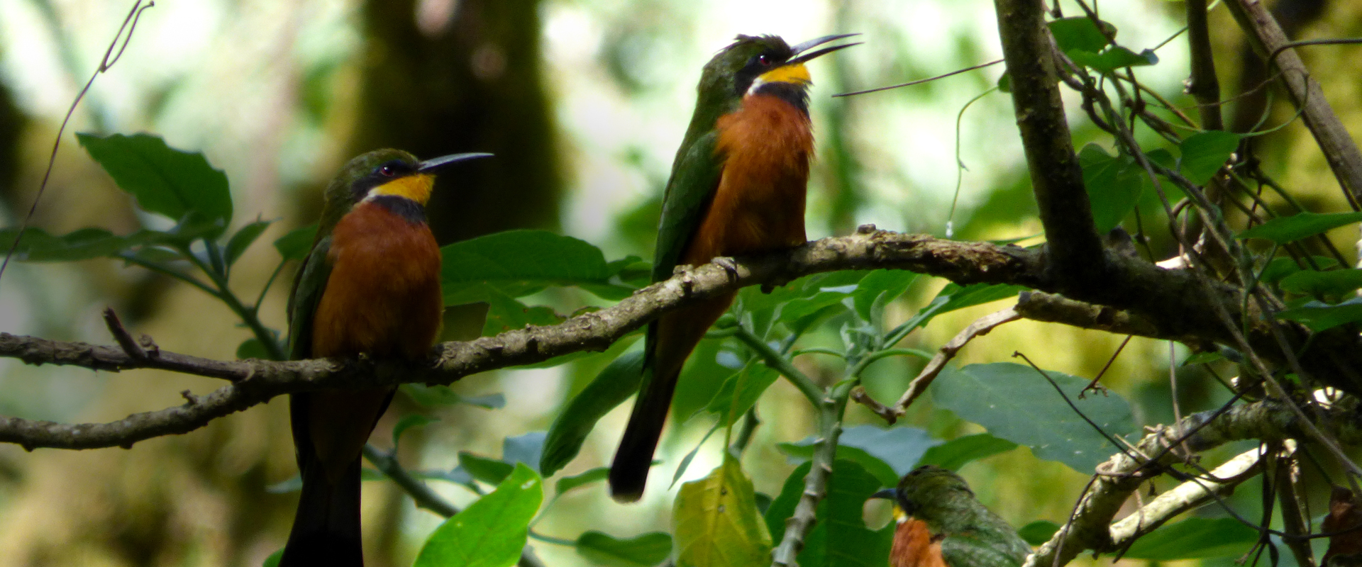 A Birding haven