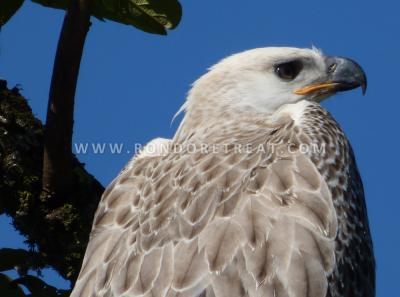 Majestic Juvenile African Crowned Eagle Eddie