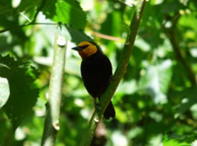 Birds of the Forest