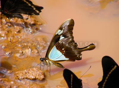 A Muddy Affair For This Forest Butterfly