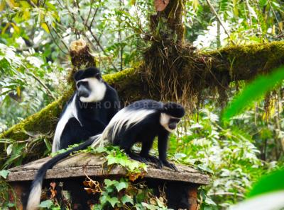 Atop The Colobus Cottage