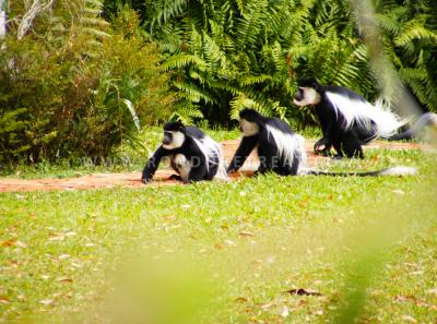 Black And White Colobus In Our Gardens 