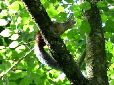 Red Legged Sun Squirrel