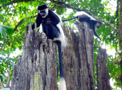 Rondo Retreat Centres Naughty Lot The Black And White Colobus Monkeys
