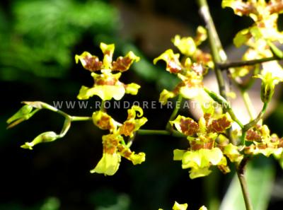 Forest Orchids