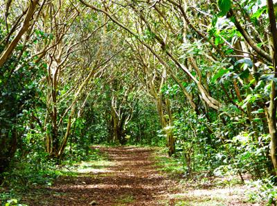 Trees and Trails