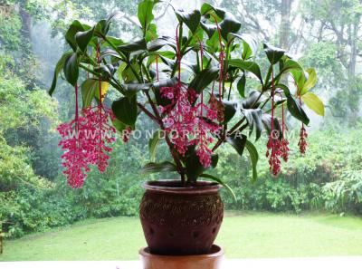 Rainforest View From Verandah